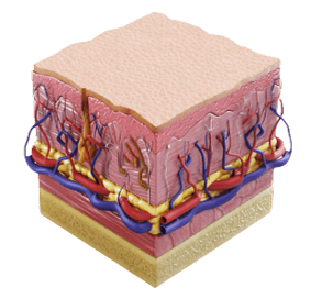 Dermal Collagen Remodeling